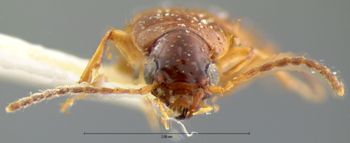 Media type: image;   Entomology 5946 Aspect: head frontal view
